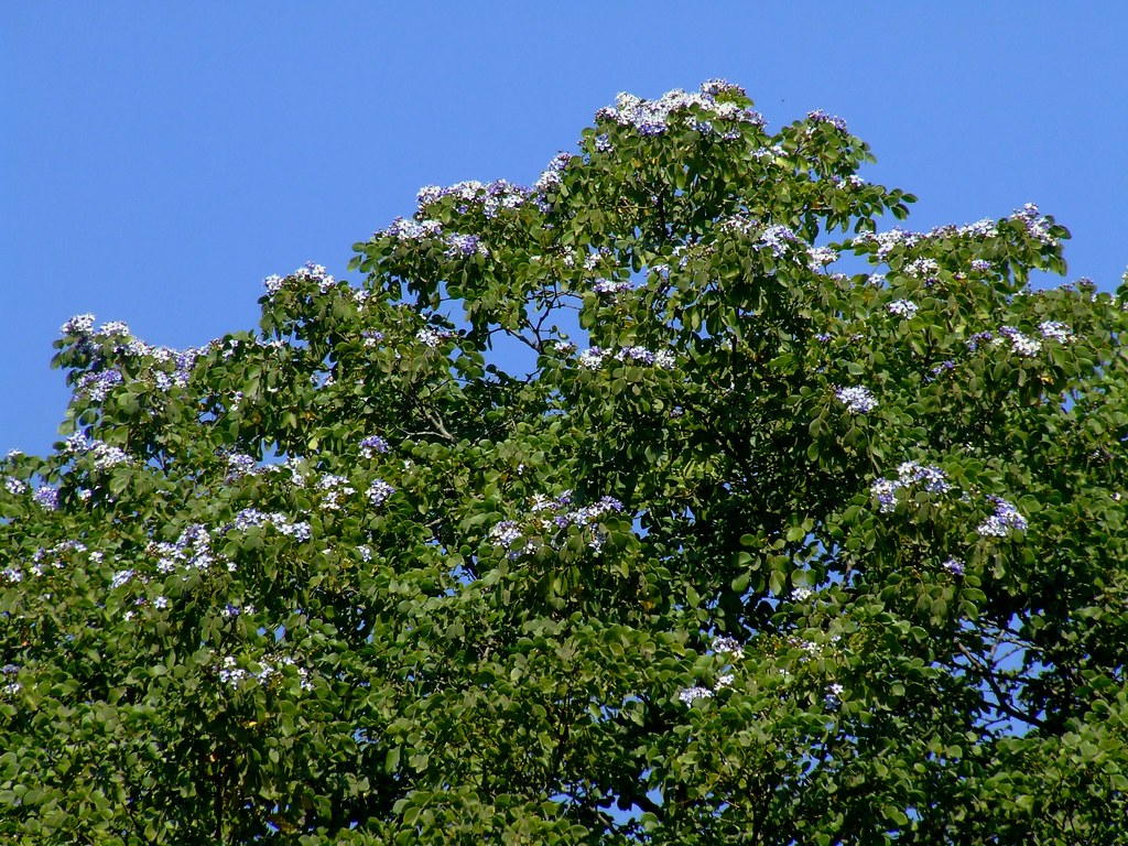 TanmuCare green sandalwood tree